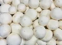 Mushrooms Mushrooms